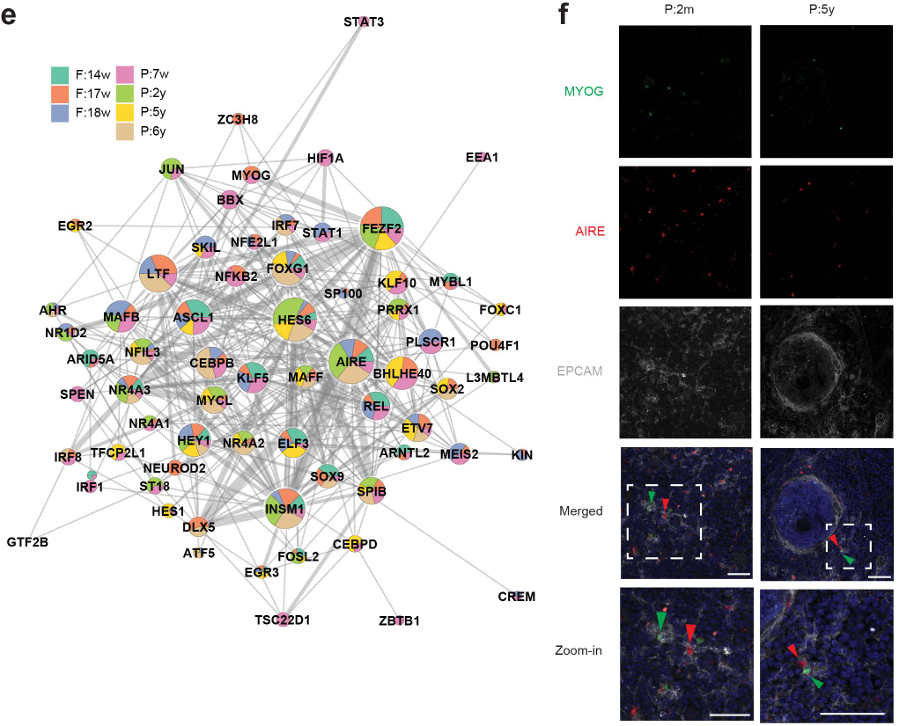 Figure 4. Functional diversity and spatial enrichment of mimeTFs. 